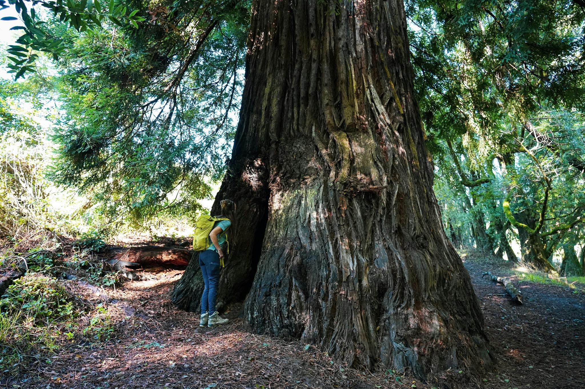 Woman looking into a cavernous redwood tree at Samuel P Taylor State Park in Marin