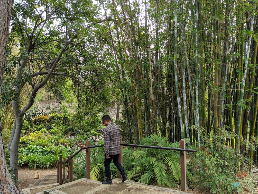 Person taking the stairway in front of a eucalyptus forest at UCLA Mildred E. Mathias Botanical Gardens