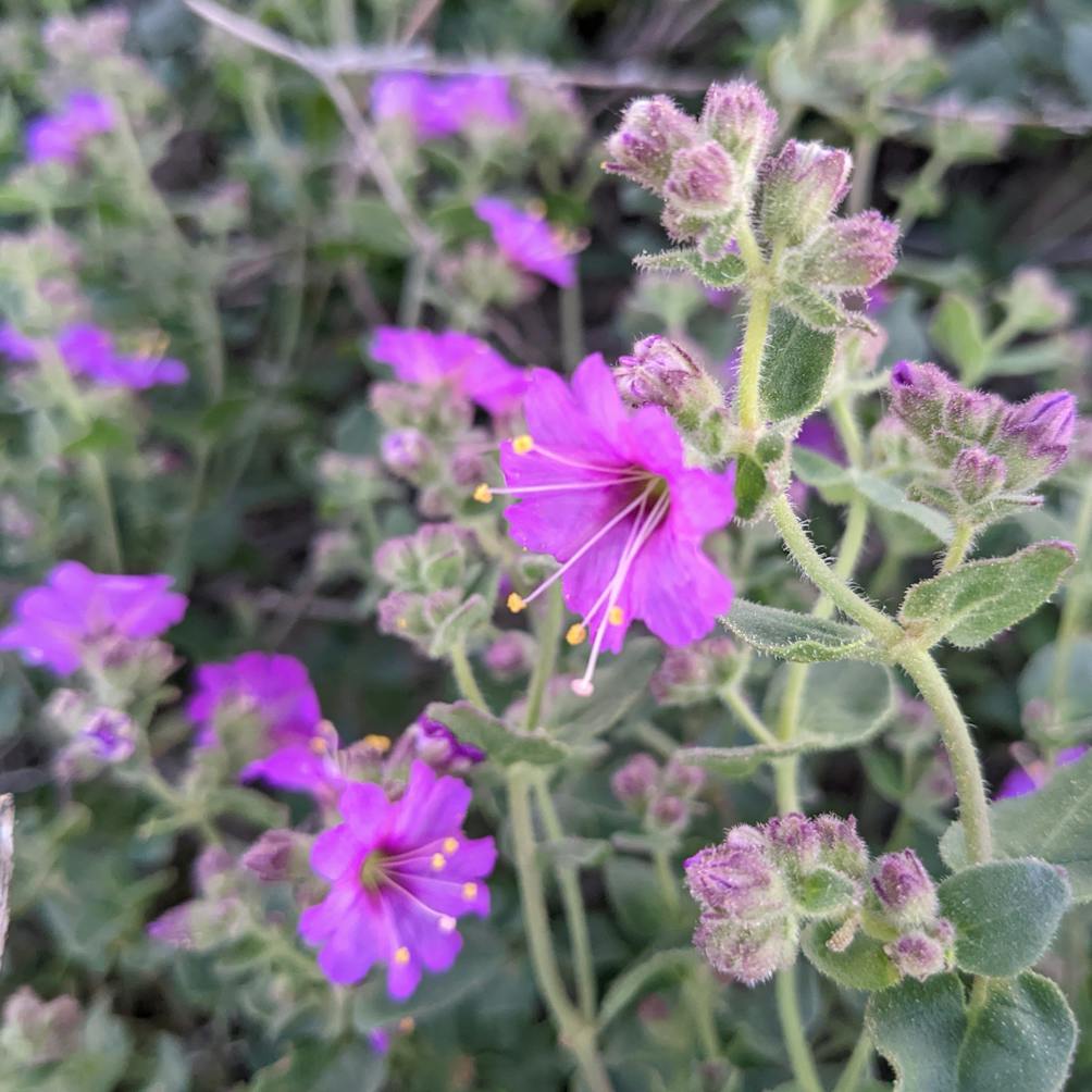 Pink wildflowers on the trail at Big Sky Trail in Simi Valley