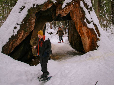 man snowshoeing Calaveras Big Trees