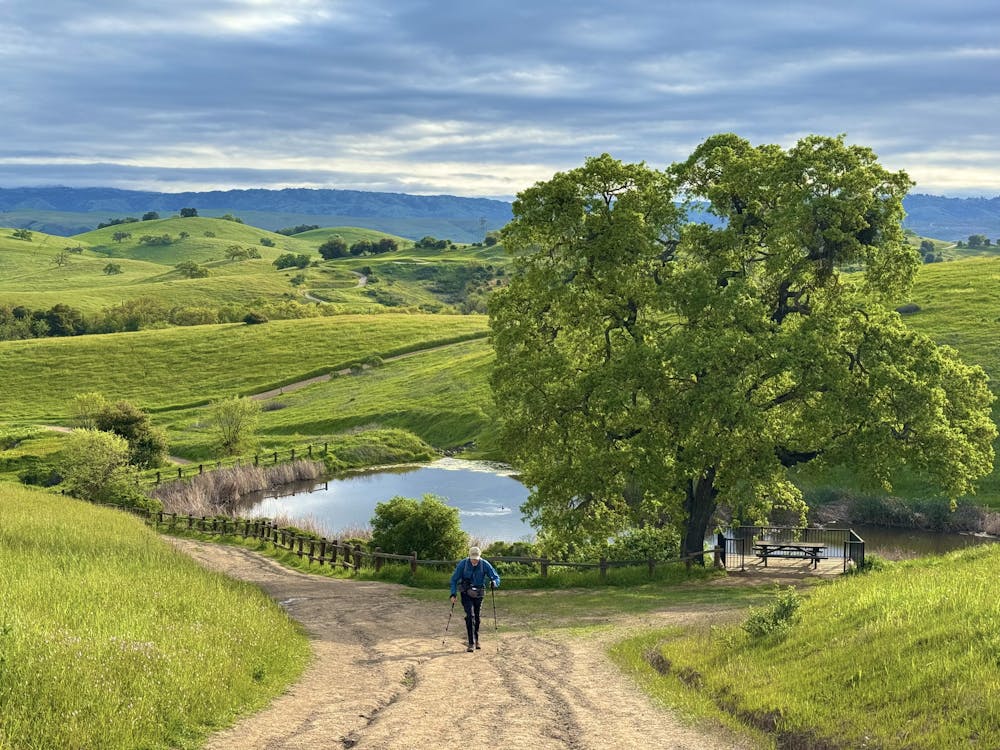 Man walking up trail at Calero County Park in the South Bay, surrounded by green hills and a lake in the background