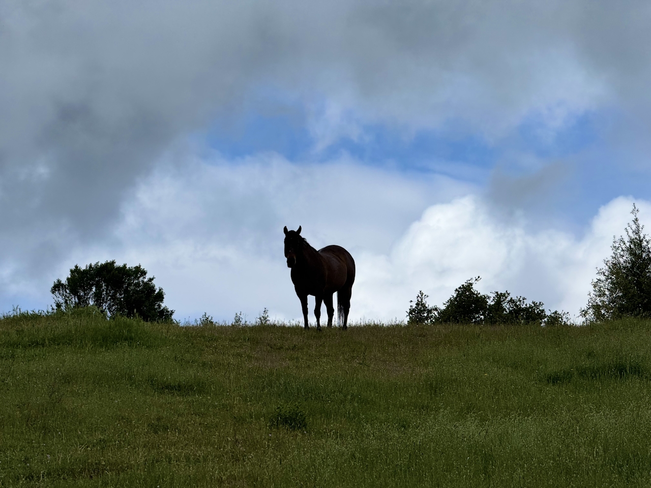 A horse stands atop a high hill and stares ahead at Cull Canyon Regional Recreation Area in the East Bay 