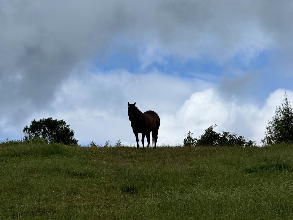 A horse stands atop a high hill and stares ahead at Cull Canyon Regional Recreation Area in the East Bay 