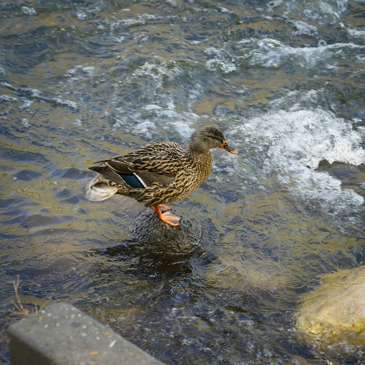 A duck on the water of the Truckee River at Oxbow Nature Study Area in Truckee