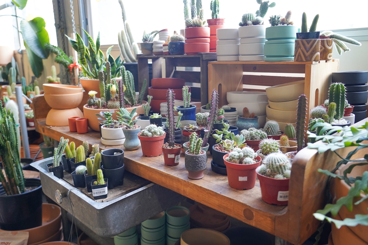 Cacti garden variety on display at Reno's Sierra Water Gardens on Dickerson Road 