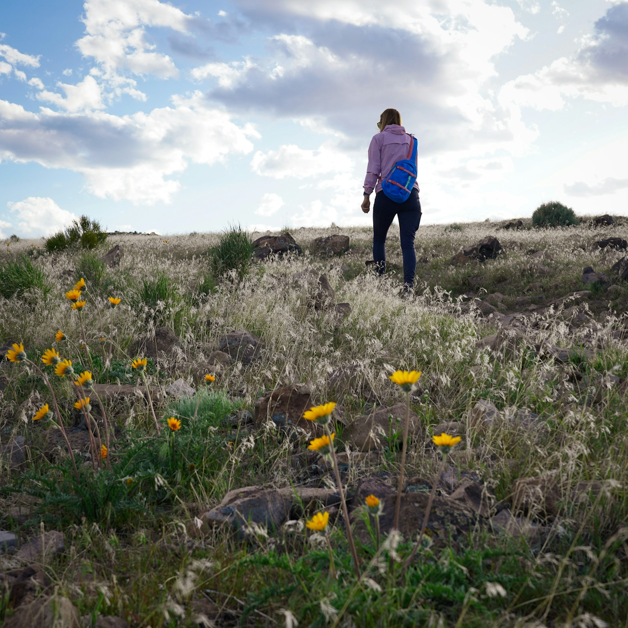 A woman is walking on a trail with wildflowers at Huffaker Hills Open Space in Reno 