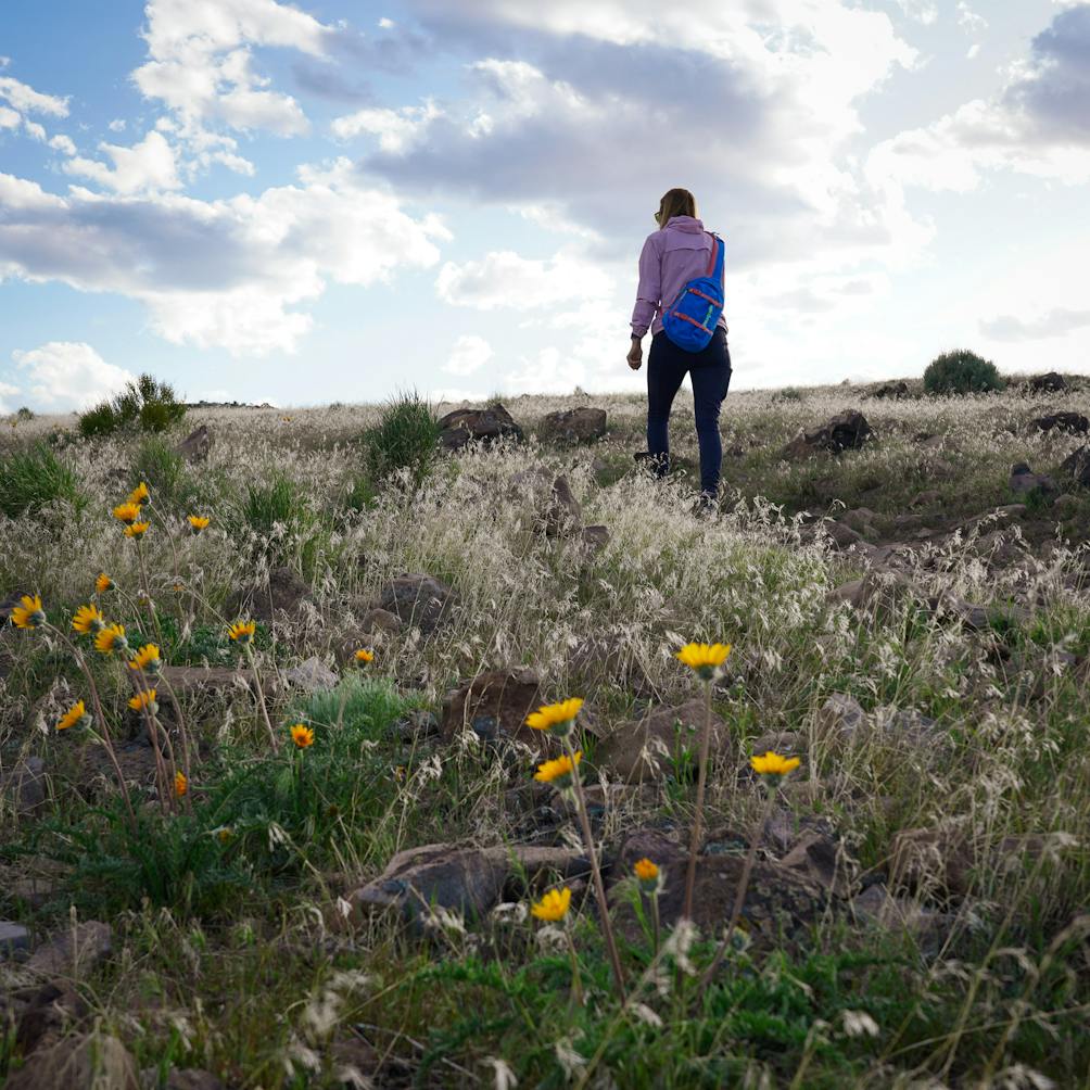 A woman is walking on a trail with wildflowers at Huffaker Hills Open Space in Reno 