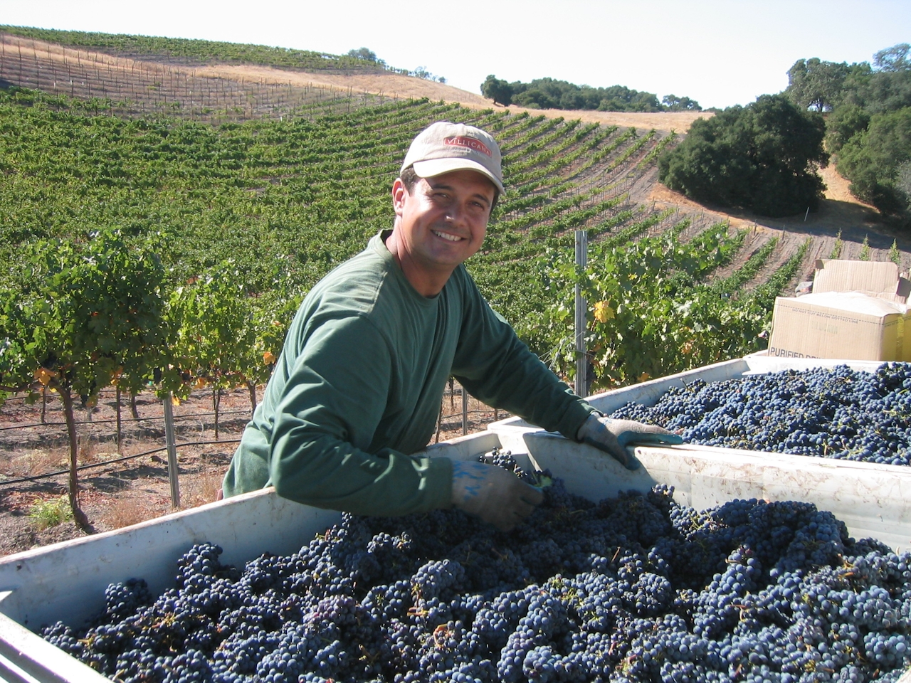 Alex Villicana of Villicana Winery, working a grape harvest in Paso Robles 