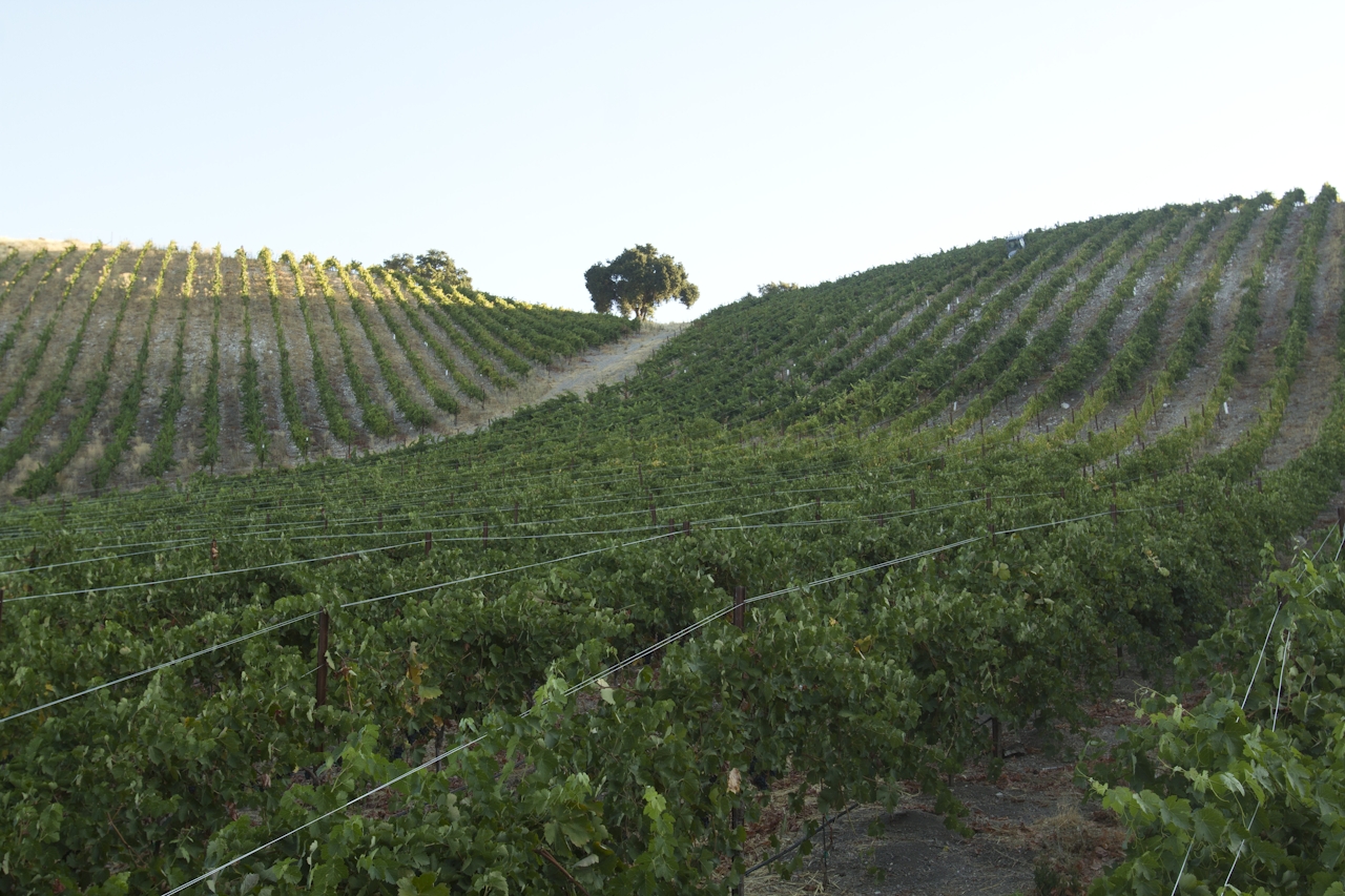 The vineyards at Villicana Winery in Paso Robles