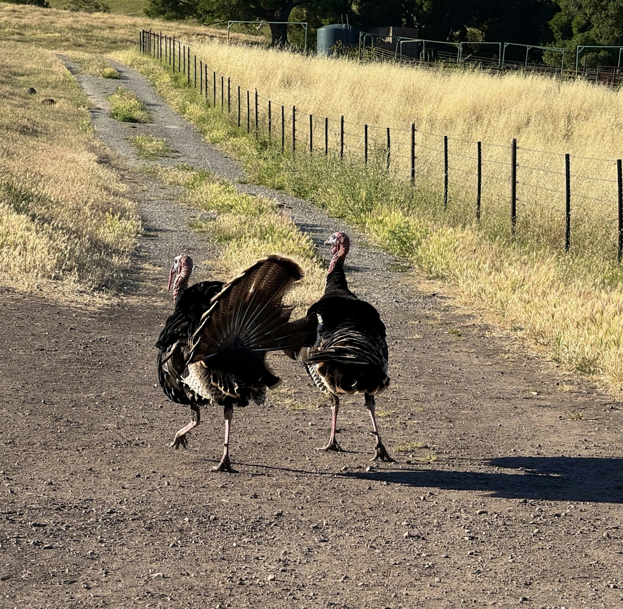 Wild turkeys heading up a trail in the Mission Peak region of the Bay Area 