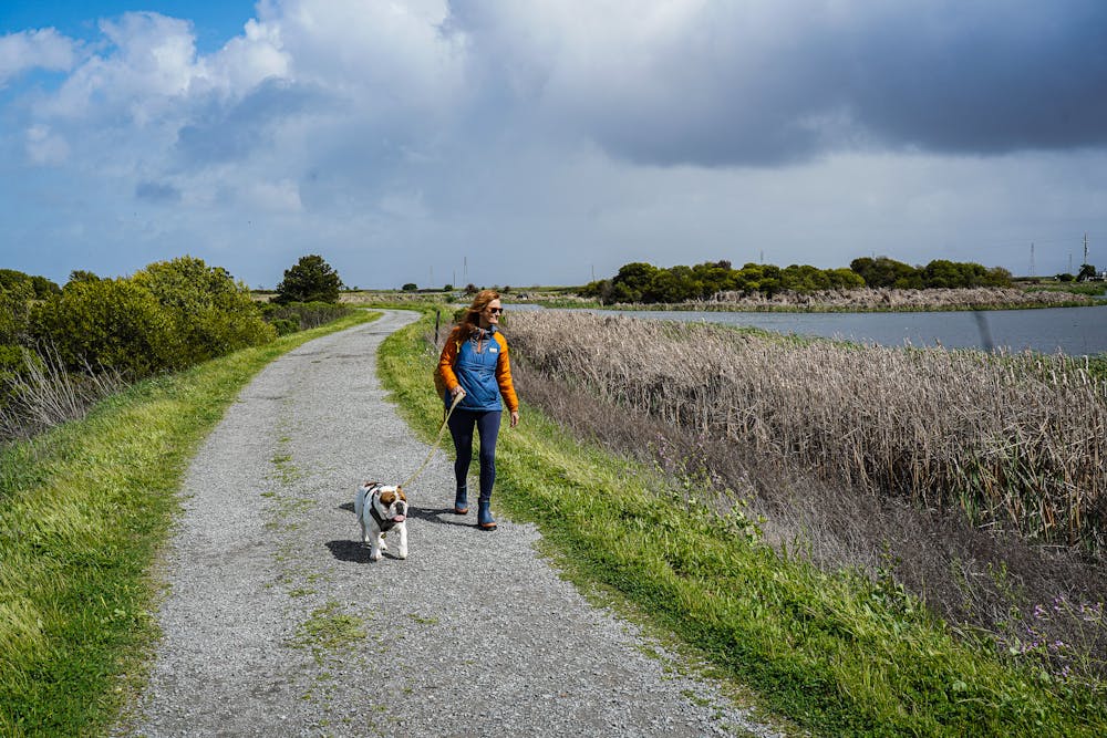A woman walks her dog on a path next to the wetlands at Las Gallinas in Marin County