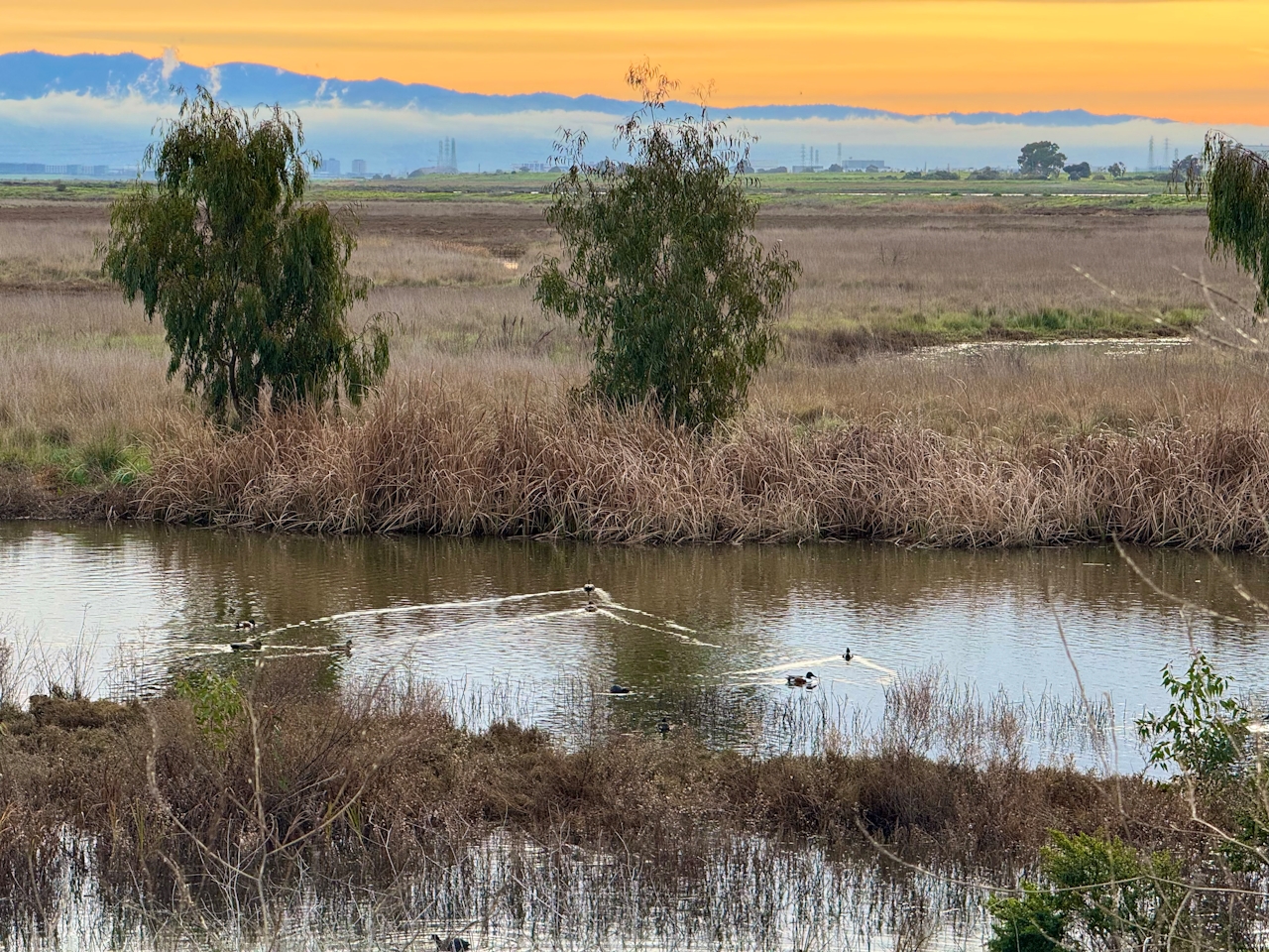 Water and waterfowl at Palo Alto Baylands Nature Preserve