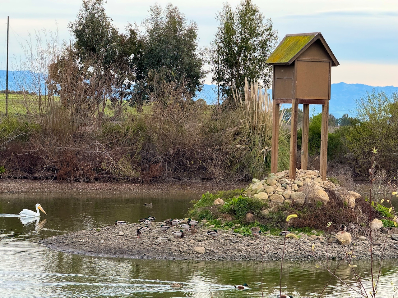 A pelican making its way by water to a nature island with a birdhouse at Baylands Nature Presever in Palo Alto