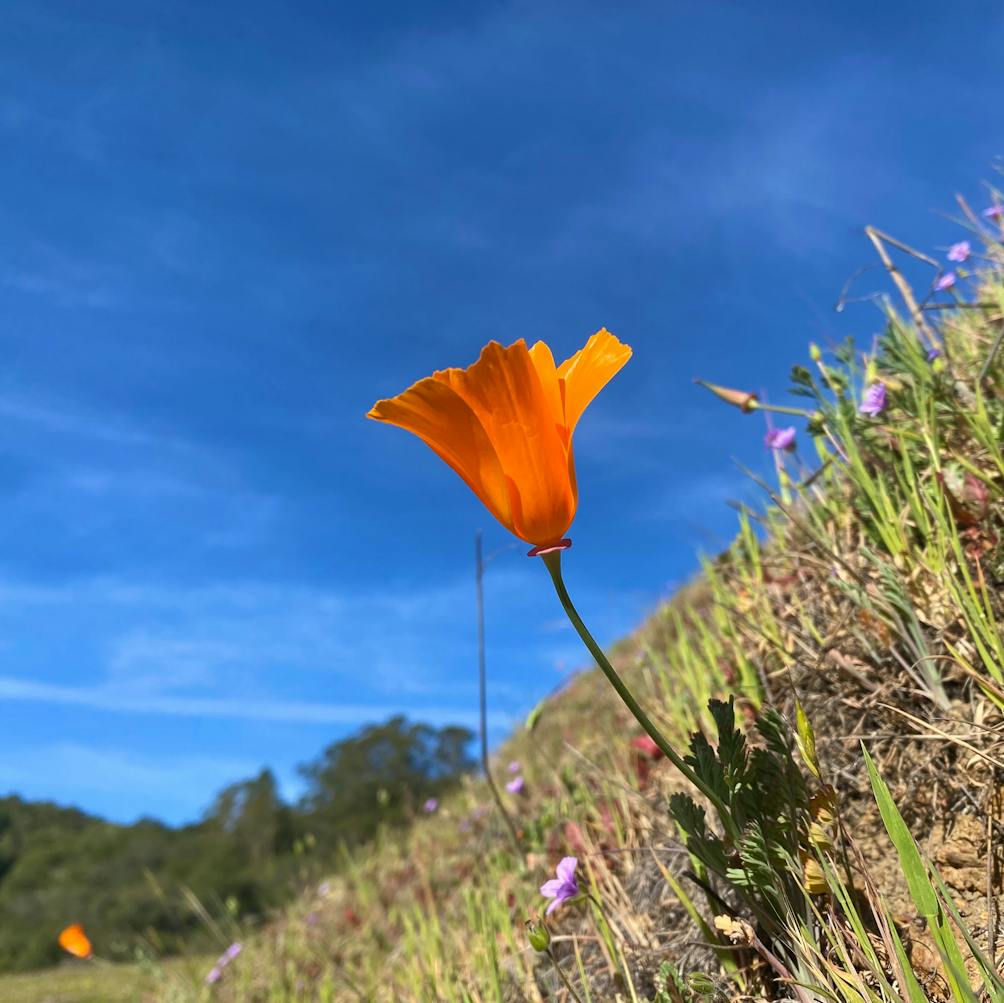 California Poppy on a trailside at Carr Ranch Loop in Contra Costa County 