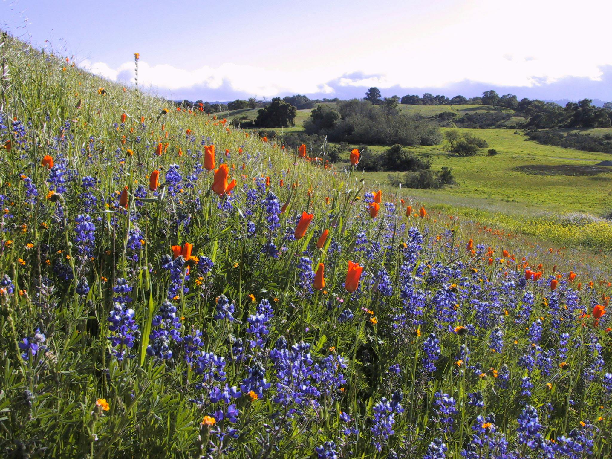 11 Wildflower Walks, One Bloom-Filled Guide