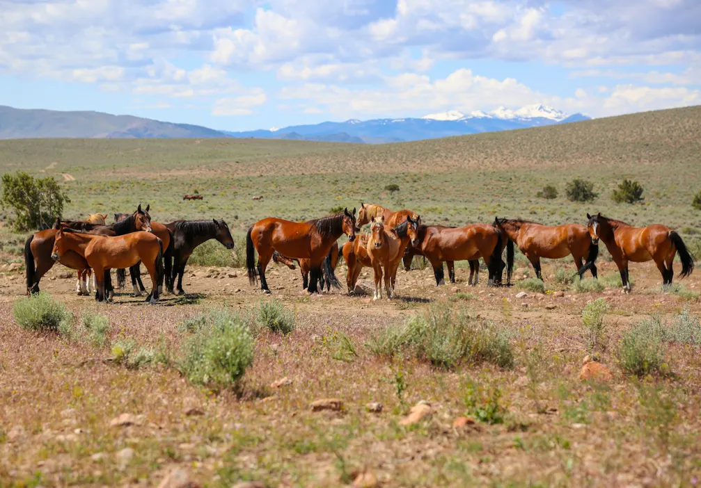 No Limits Family Trip: Reno Tahoe