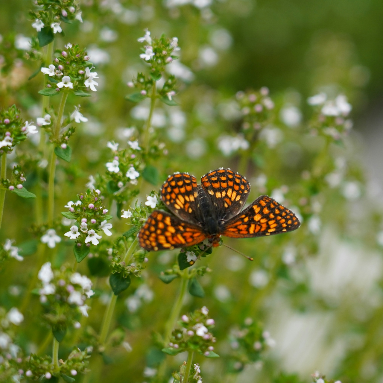 Butterfly in the meadow of the Enchanted Forest in Grants Pass 