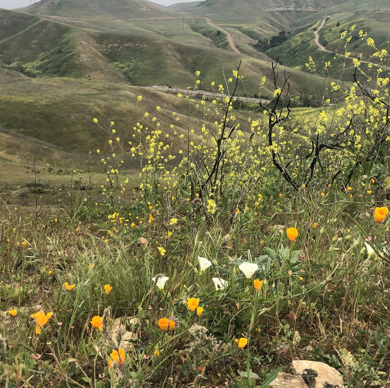 California Poppy dotting the trailside at Chino Hills State Park in Los Angeles 