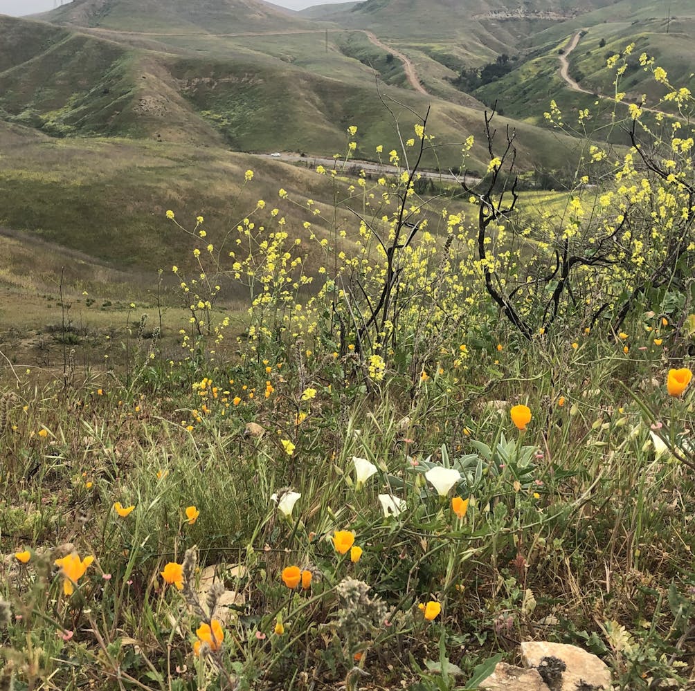 California Poppy dotting the trailside at Chino Hills State Park in Los Angeles 