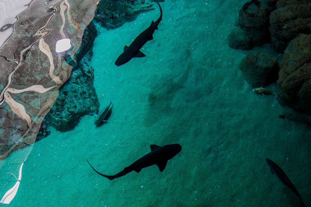 Monterey Bay Aquarium Behind the Scenes
