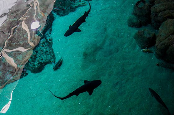 Monterey Bay Aquarium Behind the Scenes