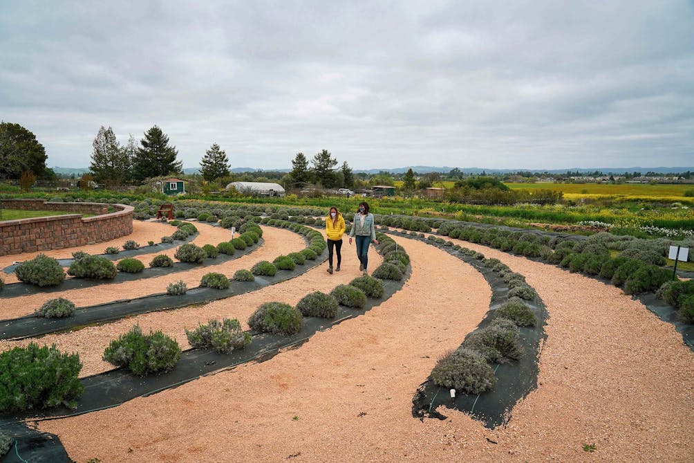 Two people walking the lavender labyrinth at the Labyrinth and Flower Garden at Bees N Blooms in Petaluma 