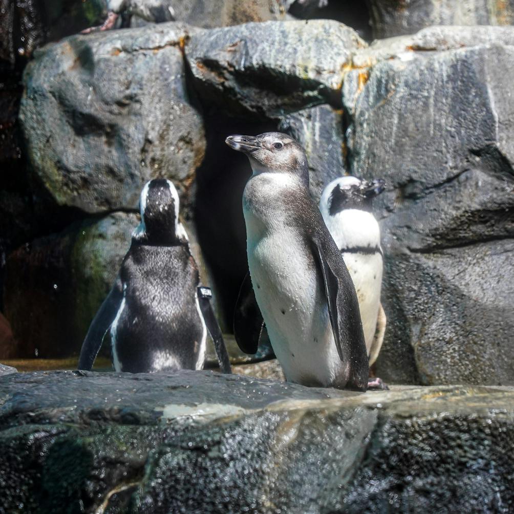 Penguins at Monterey Bay Aquarium