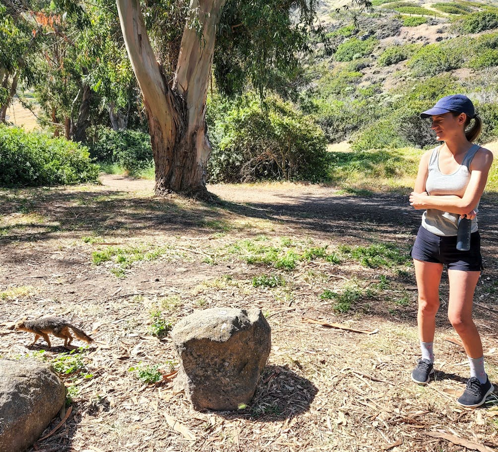 Person looking at the island fox on Santa Cruz Island Channel Islands National Park 