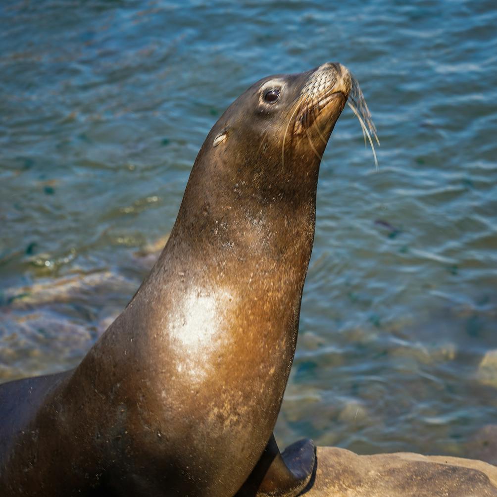 Sea lion Monterey Coastal Recreation Trail
