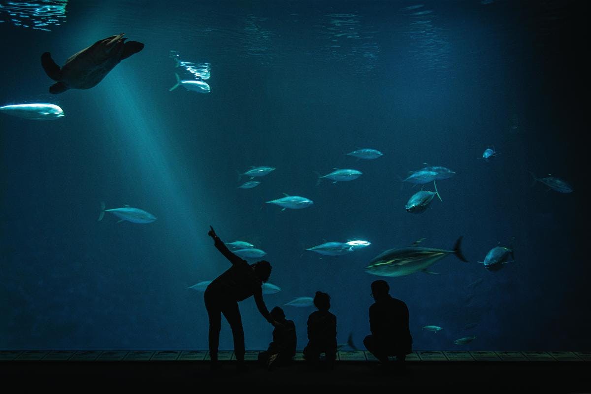 are dogs allowed in monterey bay aquarium