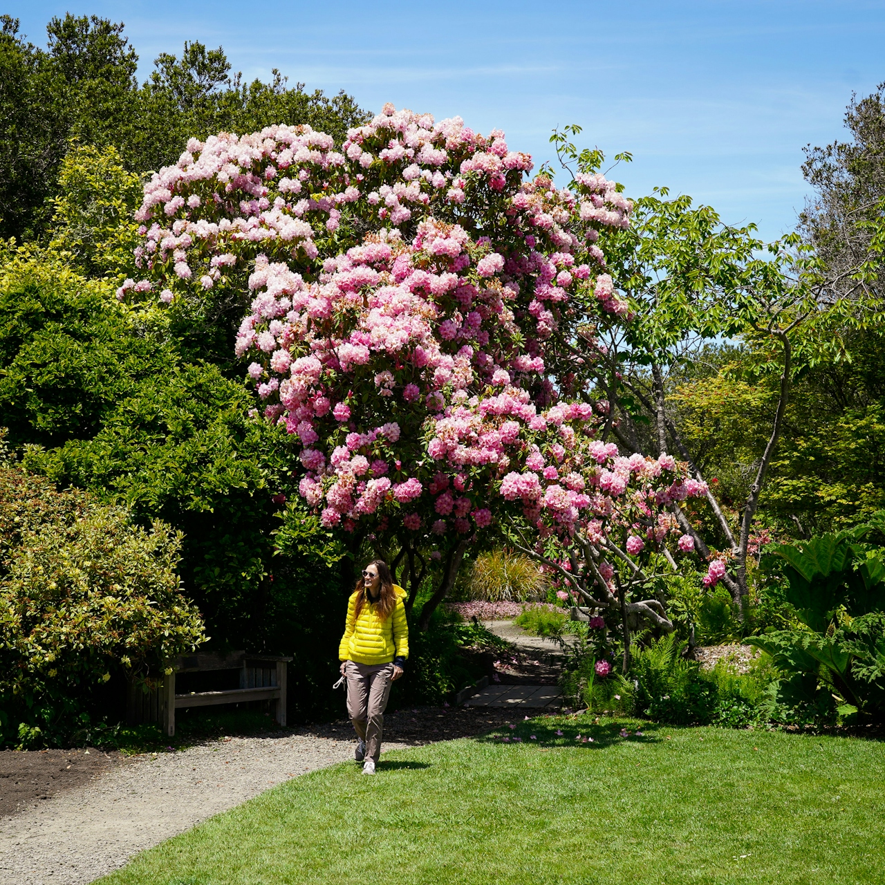 Blooming flowers at Mendocino Coast Botanical Gardens