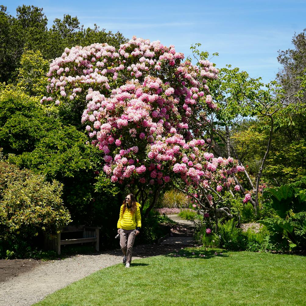 Blooming flowers at Mendocino Coast Botanical Gardens