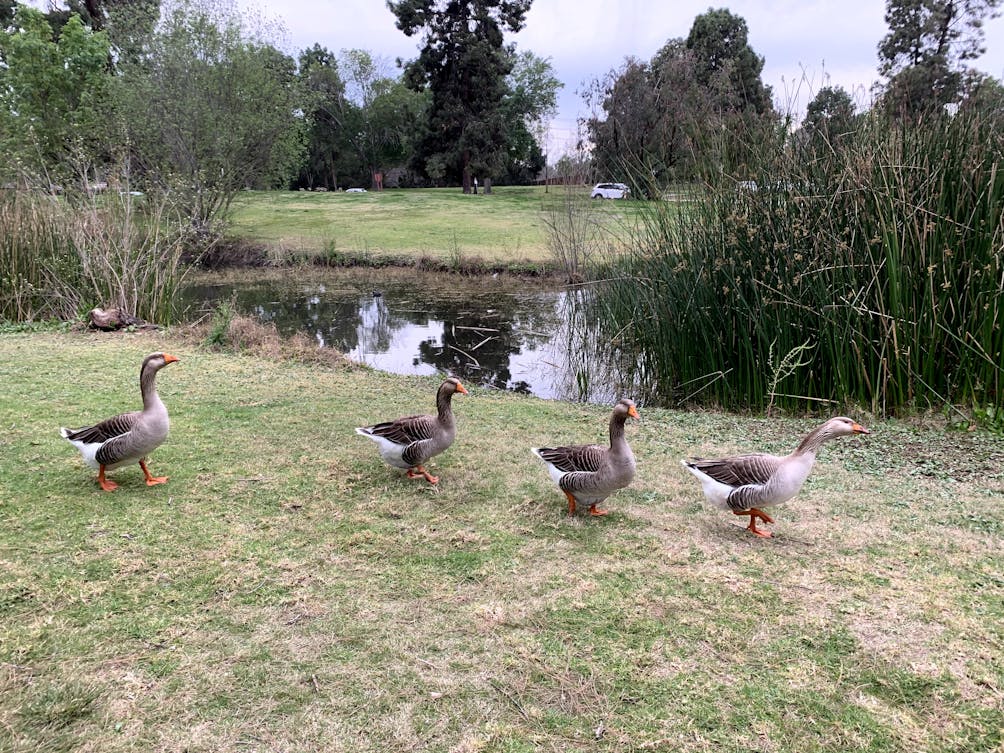 Canada Geese walking in a row beside a lake at El Dorado Regional Park in east Long Beach Los Angeles County 
