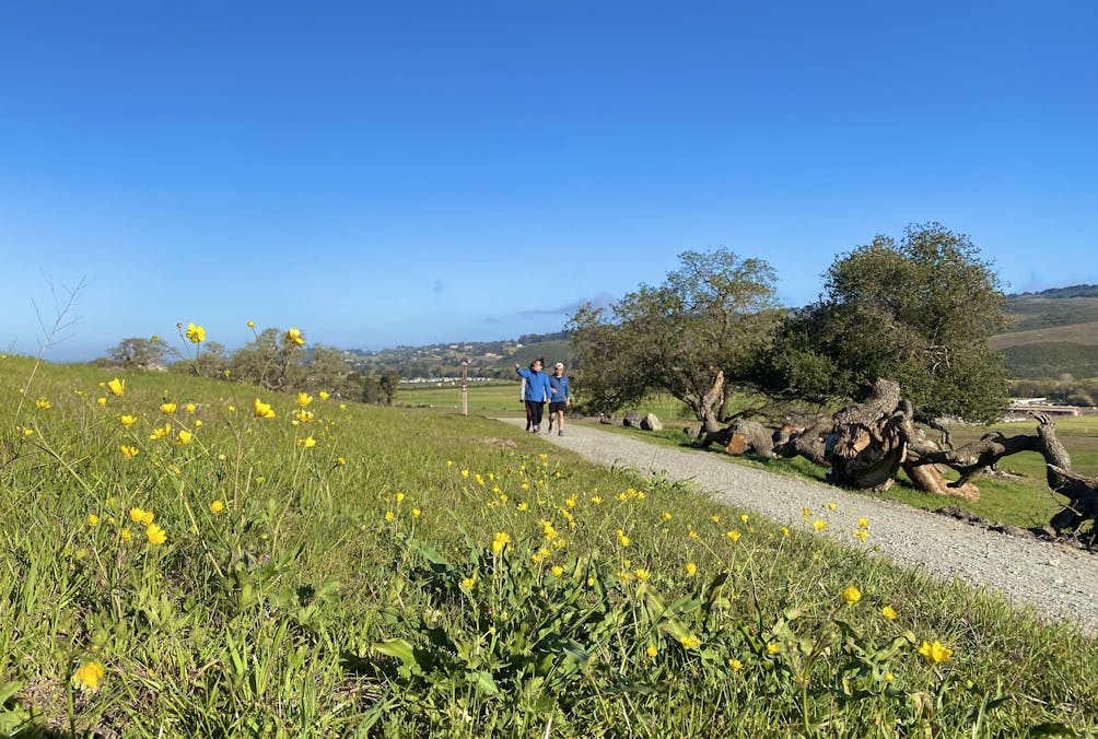 Hiker on a trail at Calero County Park in the South Bay
