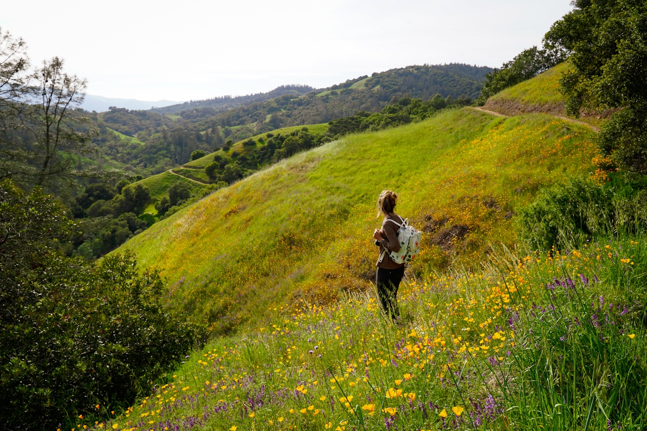 Woman standing in a field of wildflowers at Valentine Vista Loop Trail in Moore Creek Park Napa