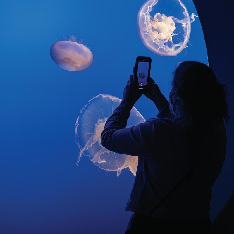 jellyfish exhibit at Monterey Bay Aquarium