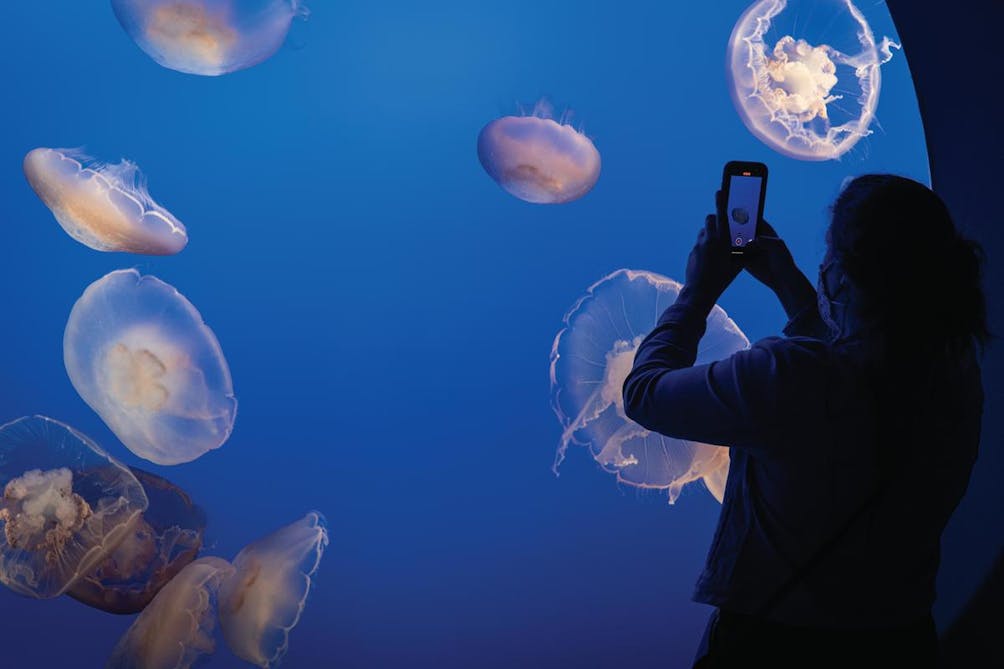 jellyfish exhibit at Monterey Bay Aquarium