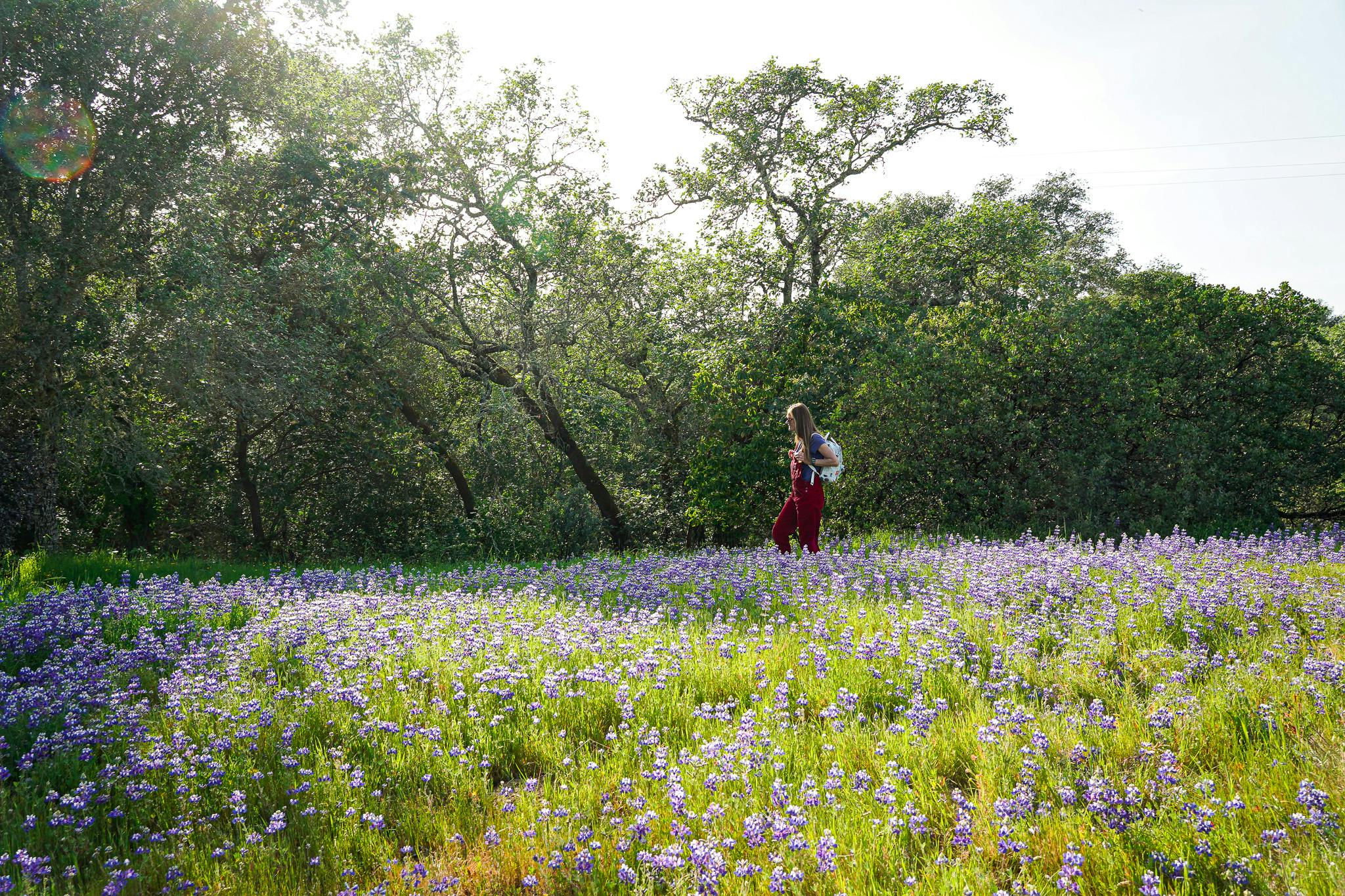Hiker walking on a trail festooned by lupine wildflowers at Healdsburg Ridge Open Space Preserve 