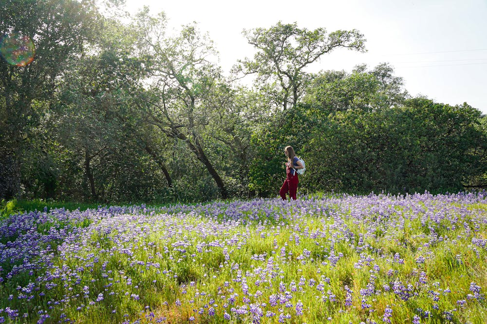 Hiker walking on a trail festooned by lupine wildflowers at Healdsburg Ridge Open Space Preserve 