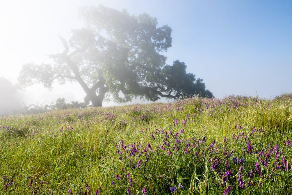 oak tree and wildflowers