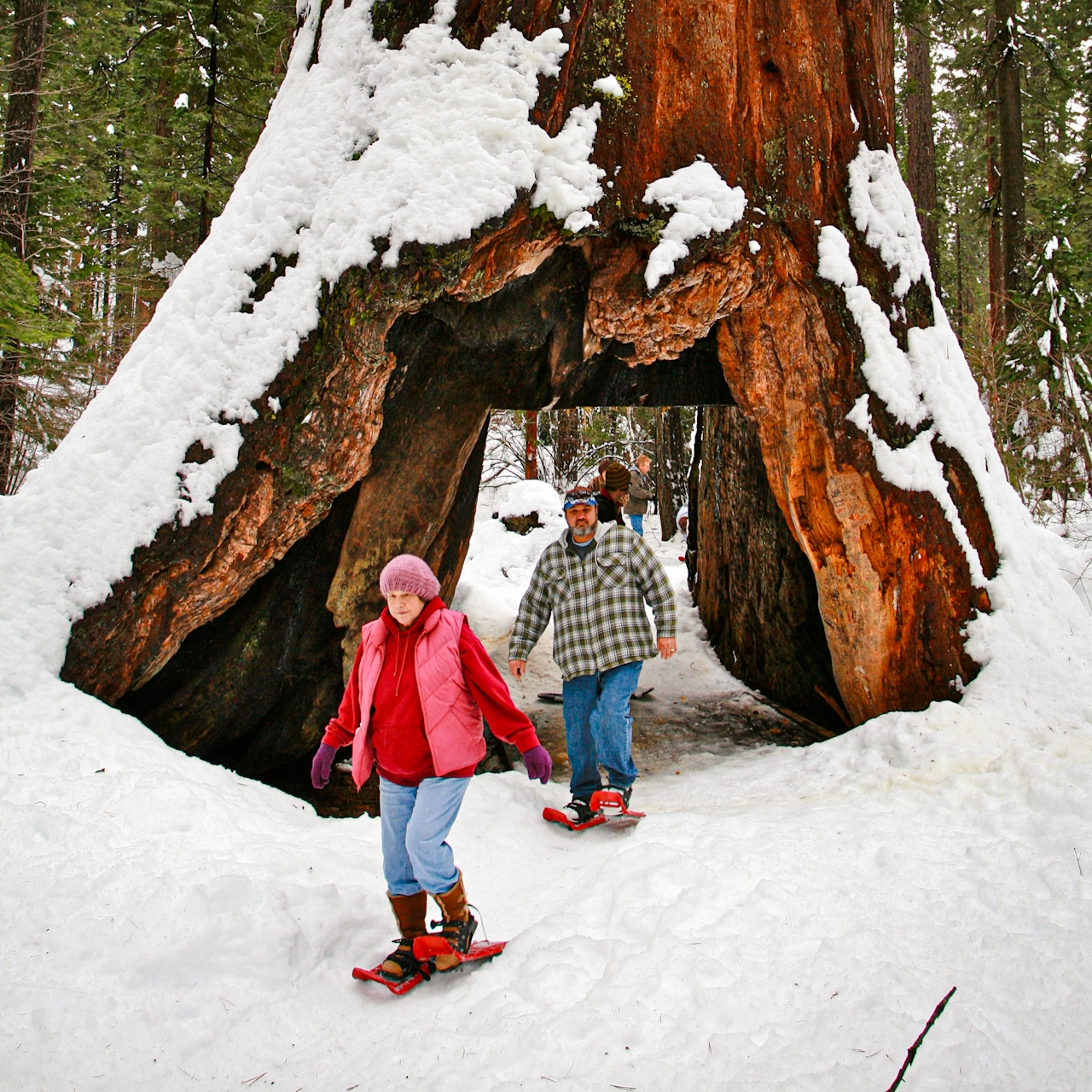 woman snowshoeing Calaveras Big Trees