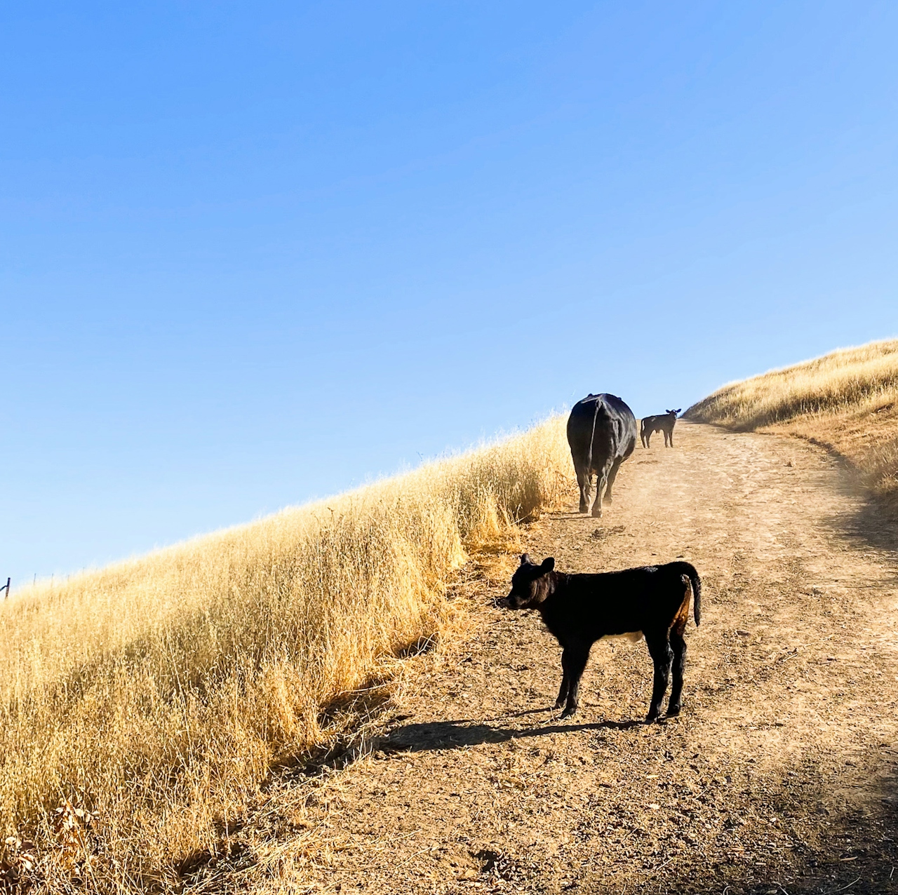 Baby cow at Vargas Plateau in the East Bay 