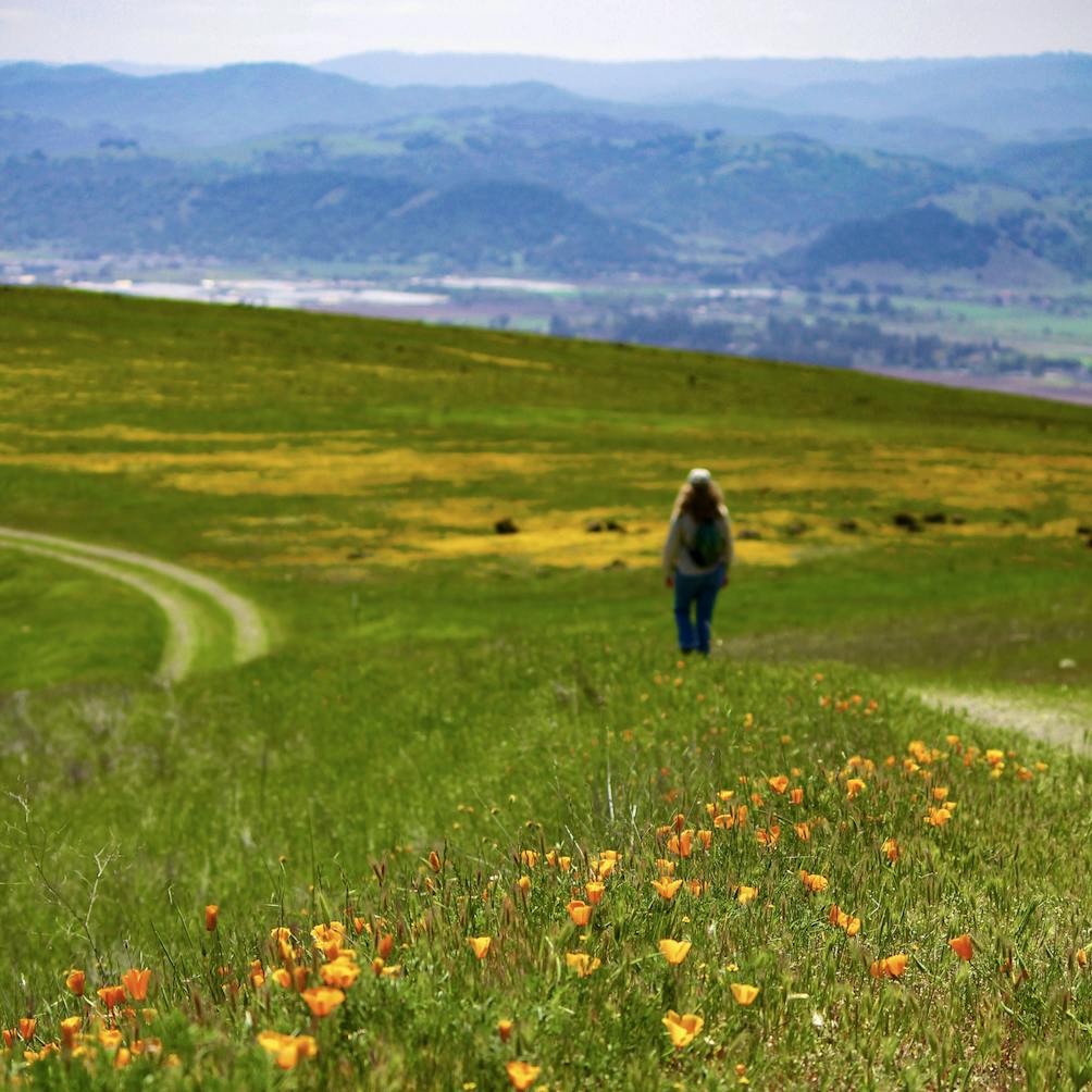 woman walking in wildflowers in the Bay Area