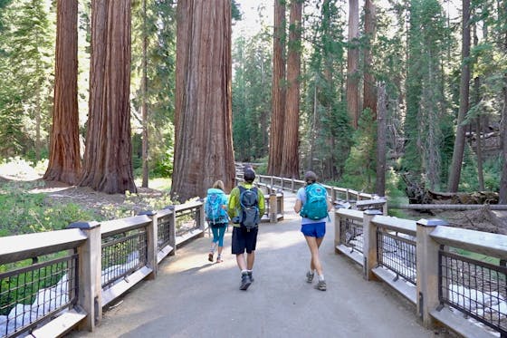 hikers in sequoia redwoods at Mariposa Grove