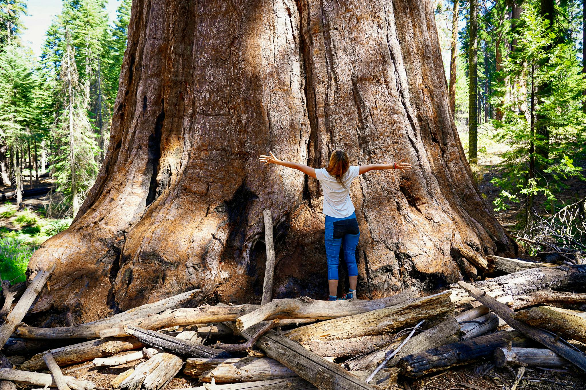 woman looking up at giant sequoia redwood in Mariposa Grove
