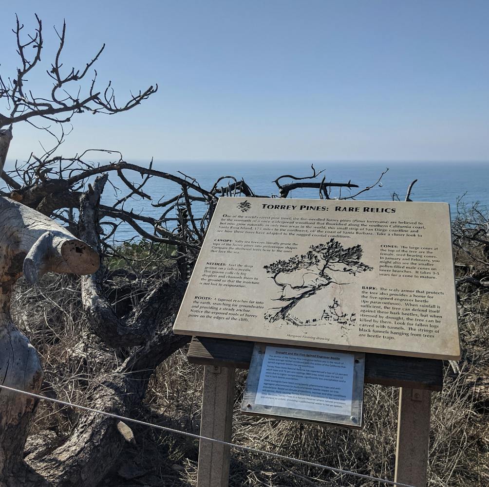 Sign explaining about the Torrey Pines at Torrey Pines State Natural Reserve in San Diego County 