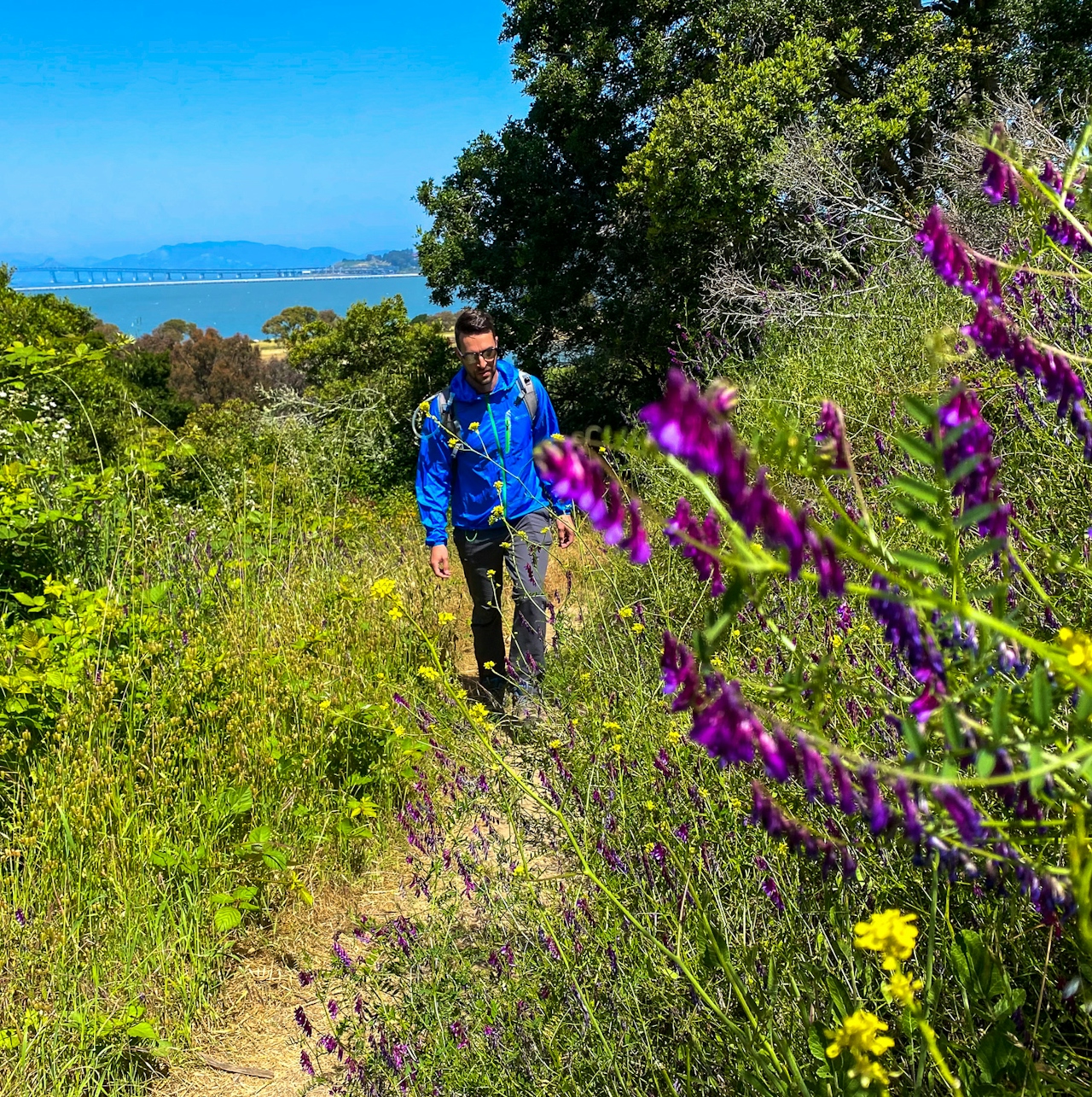 Hiker at Miller Knox Regional Shoreline passing by wildlflowers like lupine 