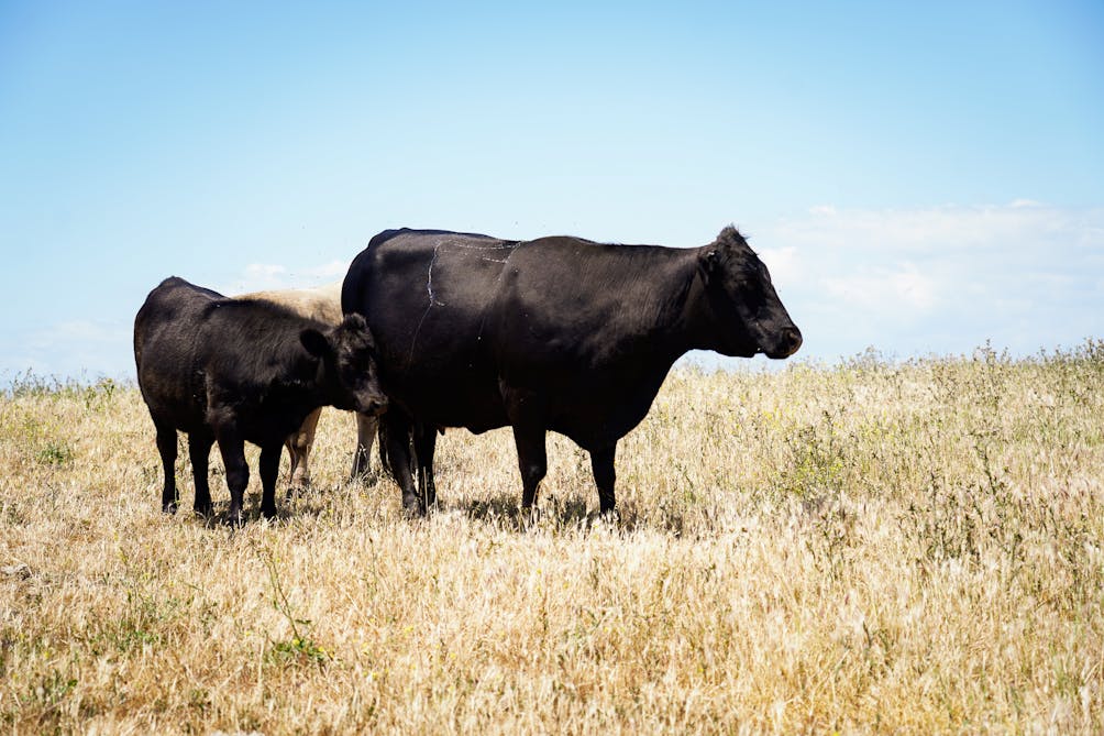 cows at wildcat canyon hike