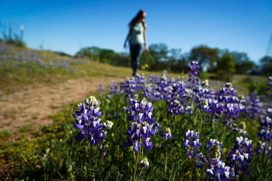 Woman hiking by some purple wildflowers at Sonoma Valley Regional Park 