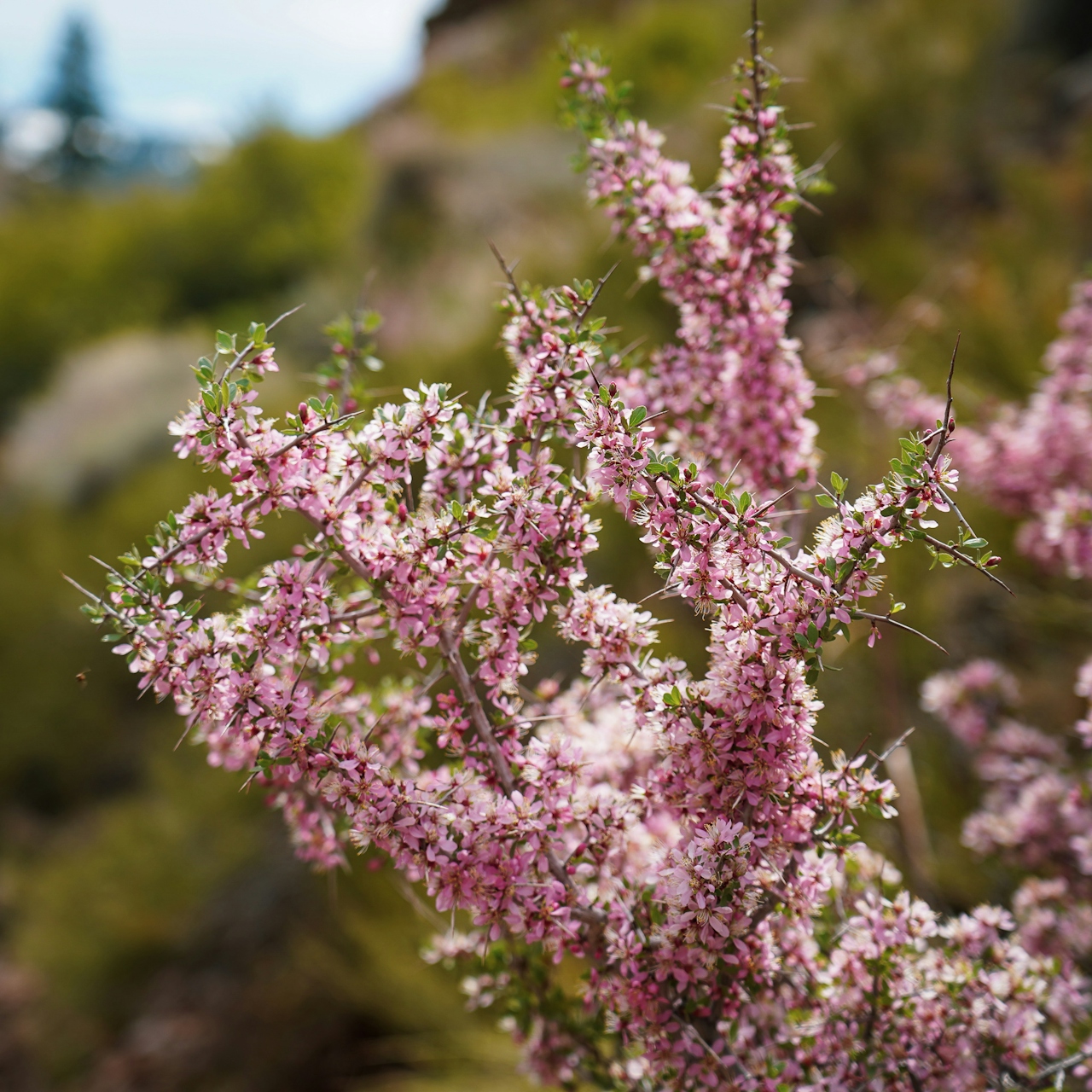 Desert Peach in Hunters Creek